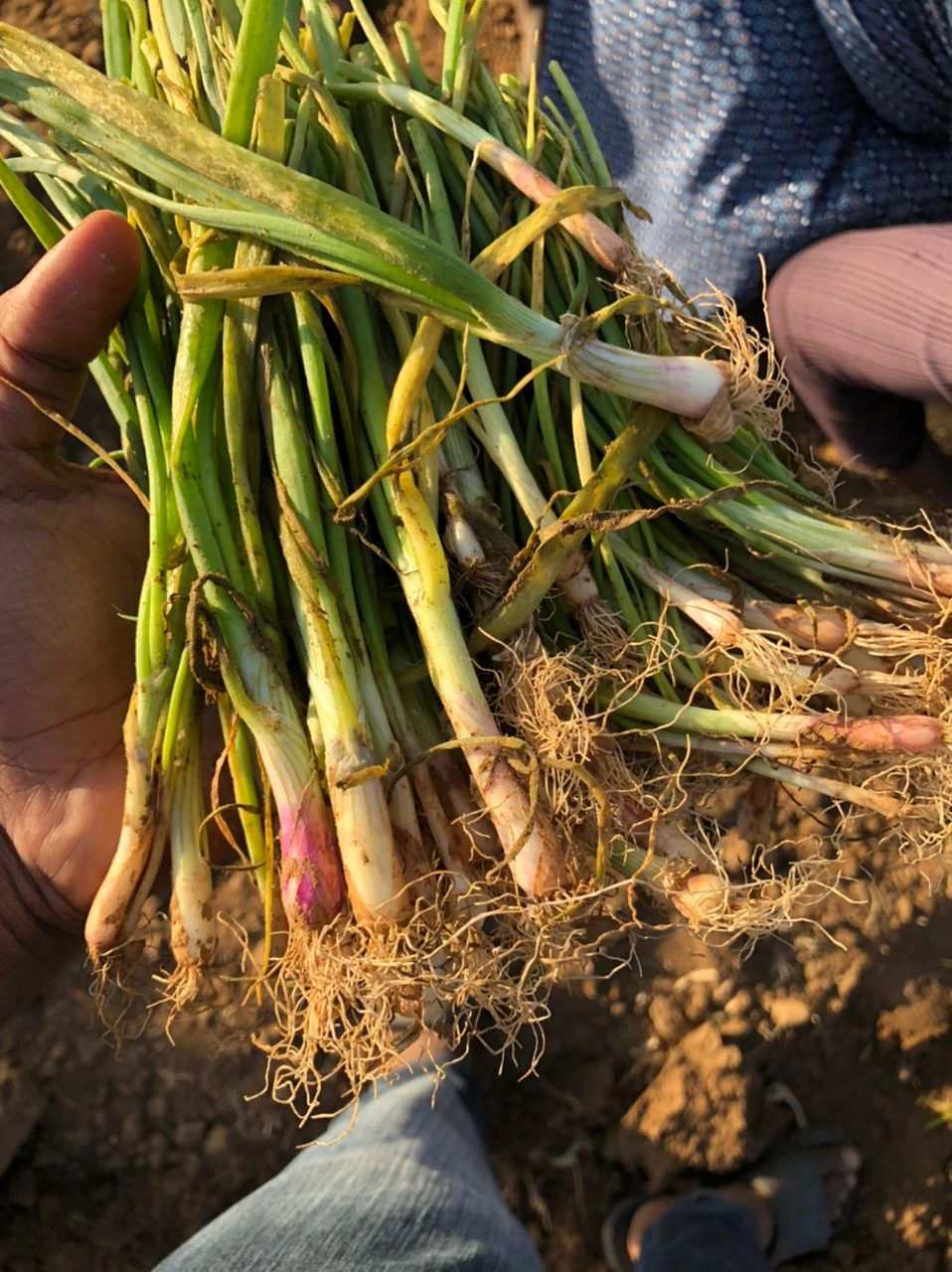 Green onions representing sustainable growth