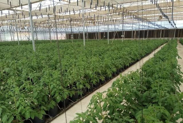 Hydroponic farming setup with leafy greens