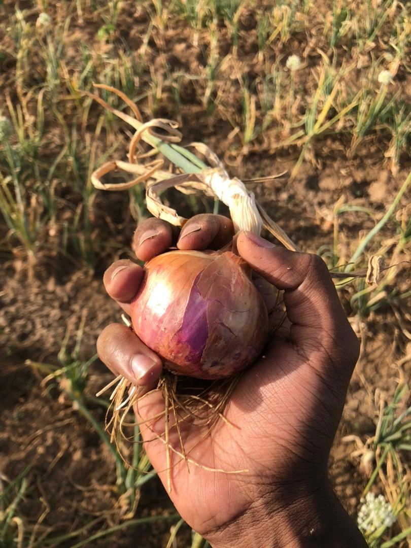 Fresh green onions from Awatif farm